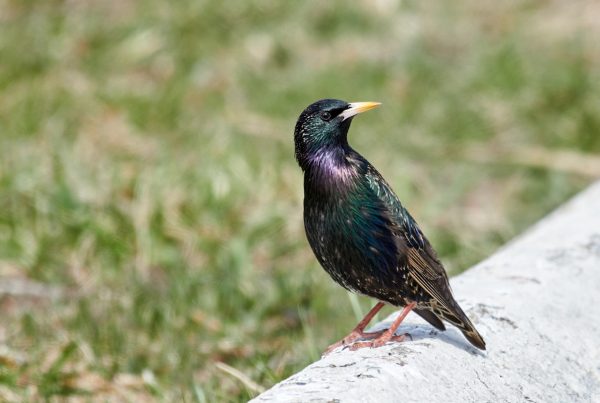 The 10 Most Beautiful Birds in the World 10 A Painted Bunting, one of the most colorful birds in North America