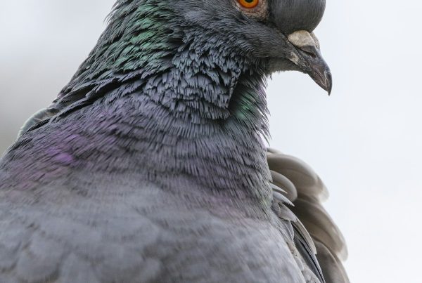 What Is Your Favorite Part Of The Night Sky? 11 A bird perched, part of a bird-watching favorites feature