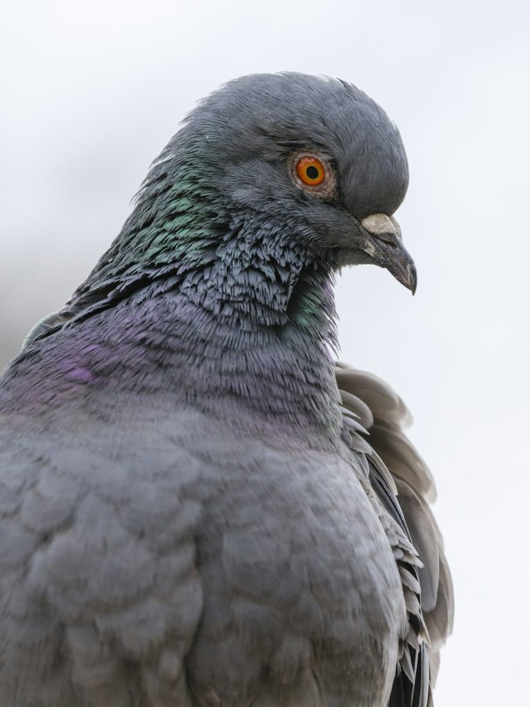 A bird perched, part of a bird-watching favorites feature