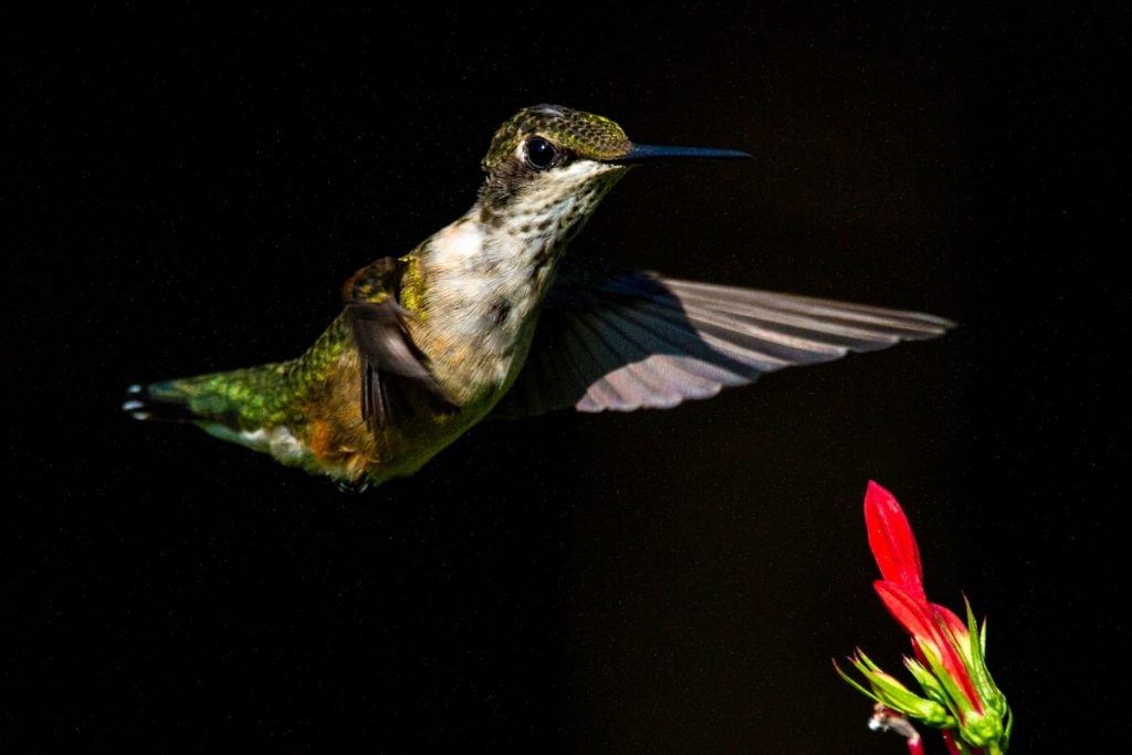 Two hummingbirds interacting near a feeder