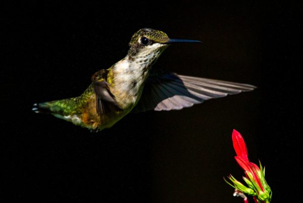 Hummingbirds: Fighting Or Playing? 8 Two hummingbirds interacting near a feeder