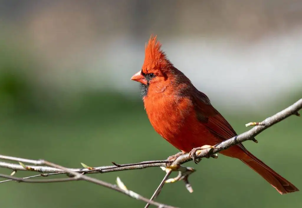 10 Birds that look like cardinals