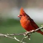 10 Birds that look like cardinals 10 10 Birds that look like cardinals