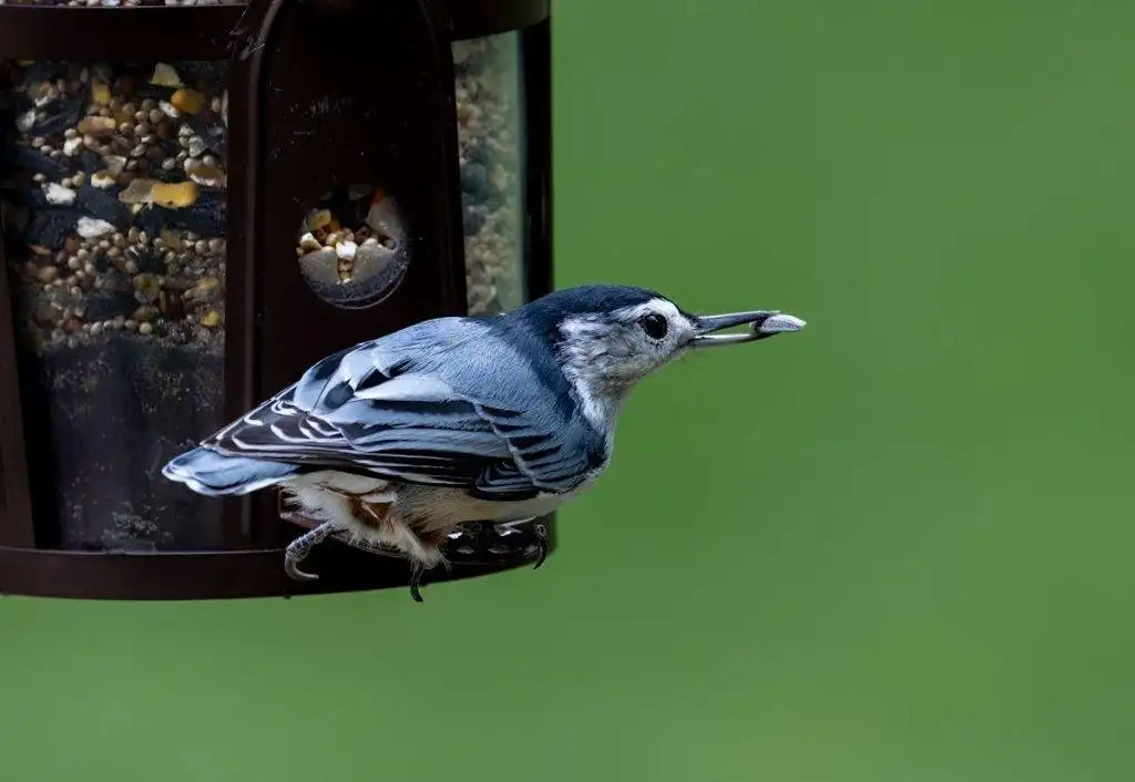 How to attract birds to feeder in city