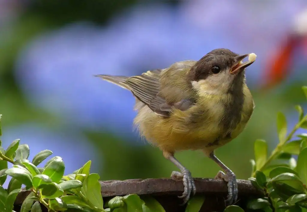 keep birds from eating grass seed