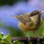 keep birds from eating grass seed