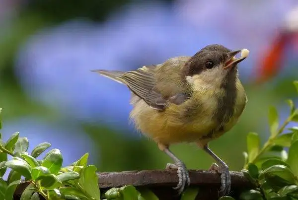 How to keep birds from eating grass seed? 10 keep birds from eating grass seed