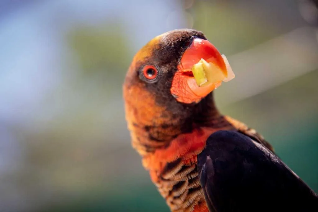 Toucans Eat Most Favorite Foods