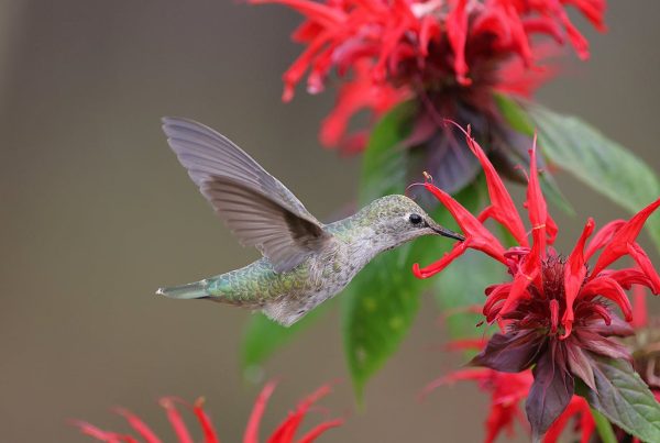 Male vs Female Ruby Throated Hummingbird 2026 6 Male vs Female Ruby Throated Hummingbird