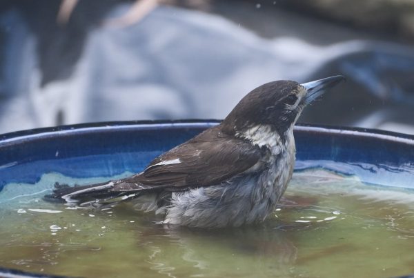 attract birds to bird bath naturally