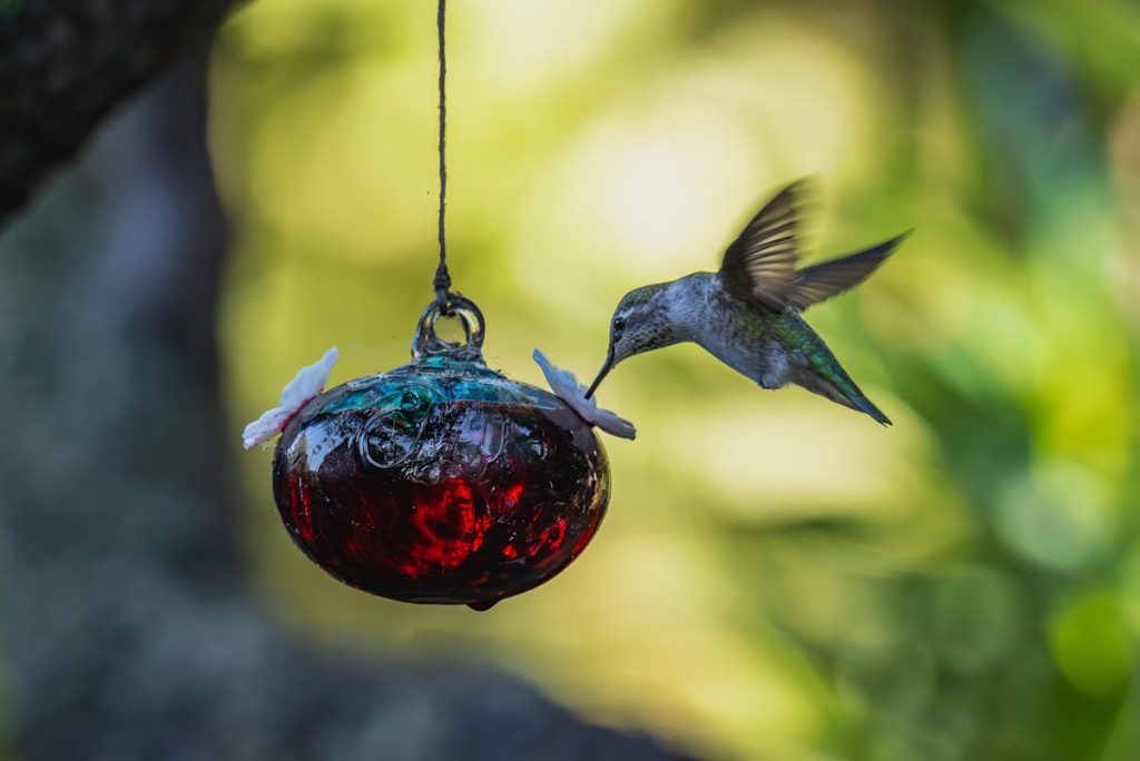 get birds to come to your bird feeder