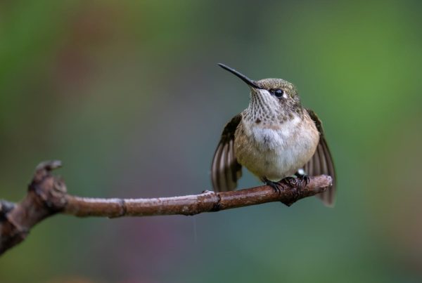 how to keep birds out of barn