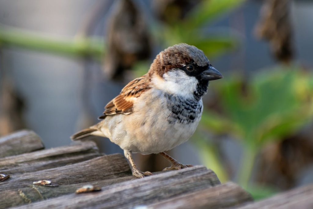 House sparrow eggs and nests