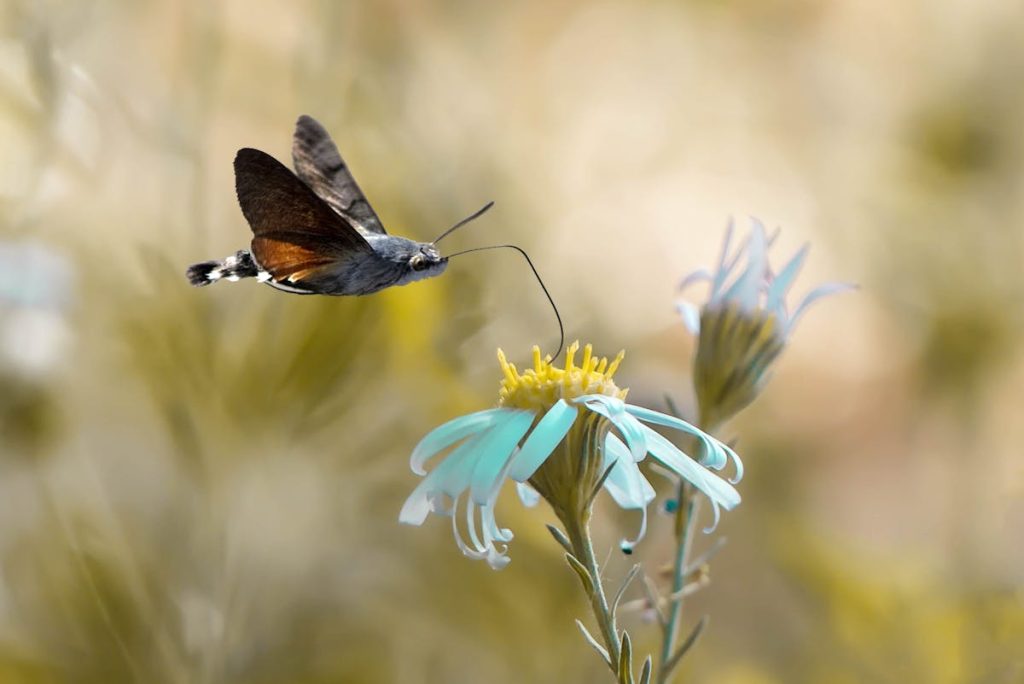 Hummingbird and Butterfly Garden
