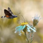 Hummingbird and Butterfly Garden