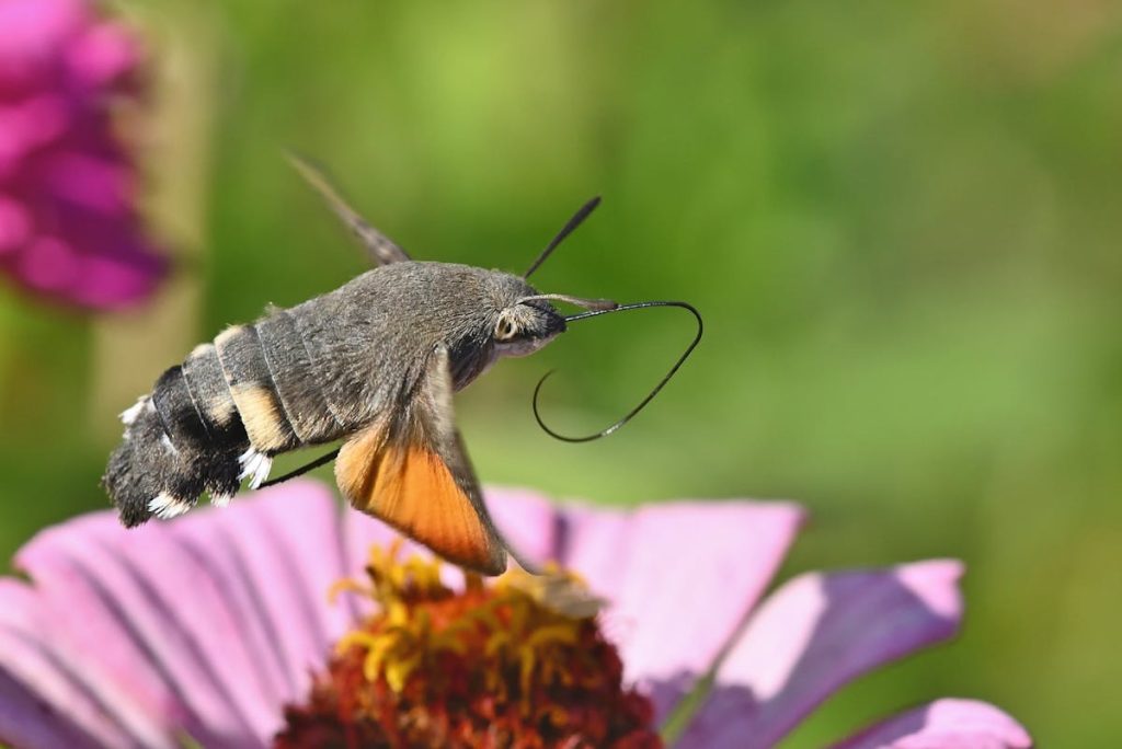 Hummingbird moth spiritual meaning