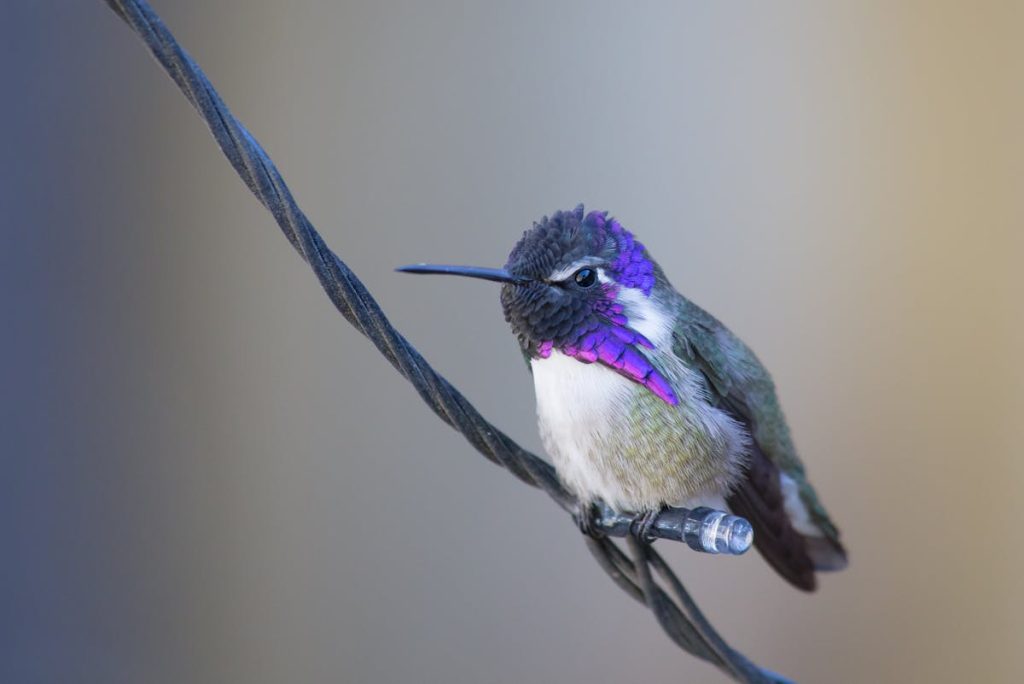 Hummingbirds Fall Migration in Massachusetts