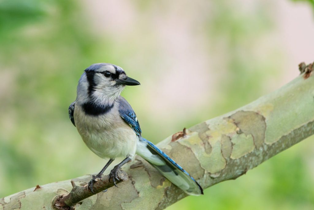 What Foods Do Blue Jays Eat