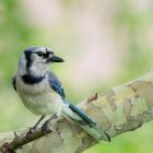 What Foods Do Blue Jays Eat? 10 What Foods Do Blue Jays Eat