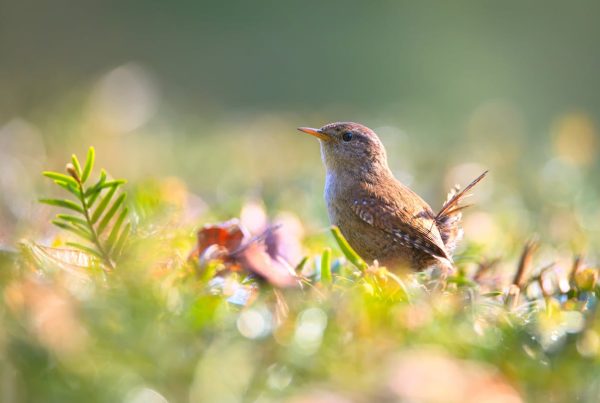 What does a wren bird look like