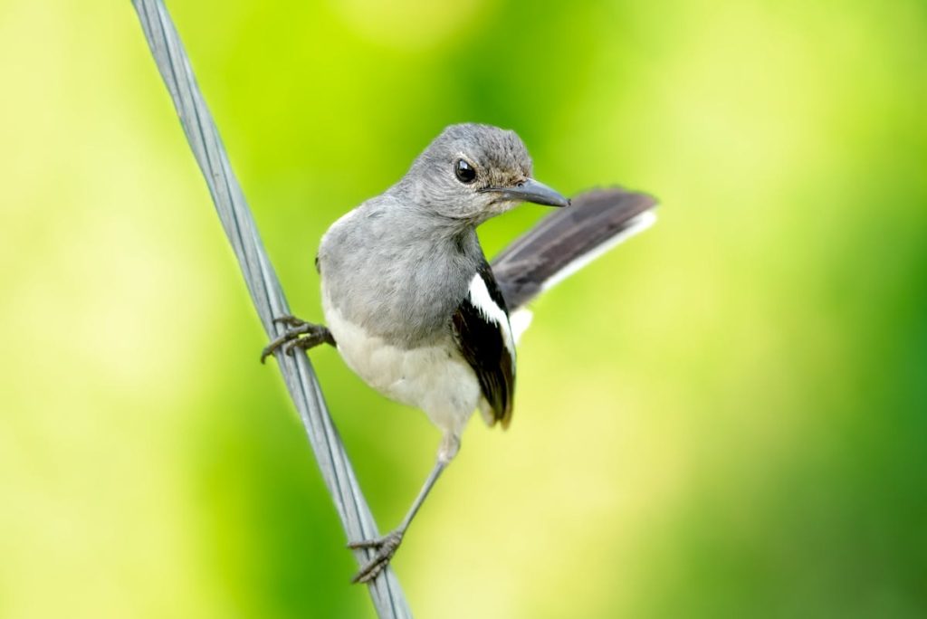 What is a magpie? 21 Interesting Facts