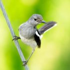 What is a magpie? 21 Interesting Facts