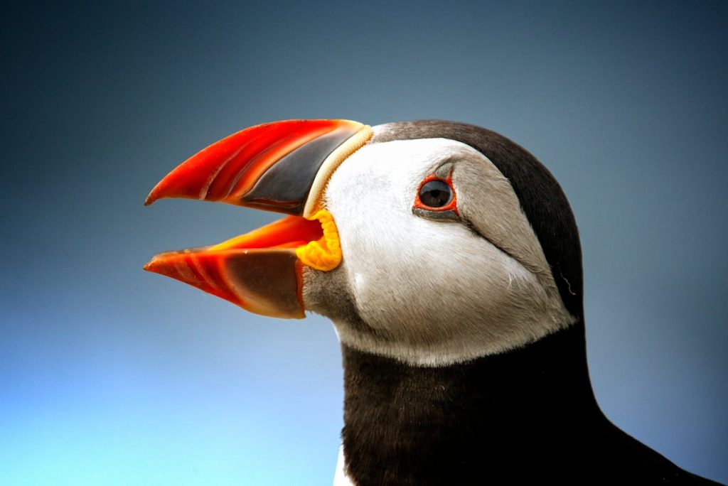 what is a puffin bird