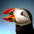 What is a puffin bird? Interesting Facts 12 what is a puffin bird