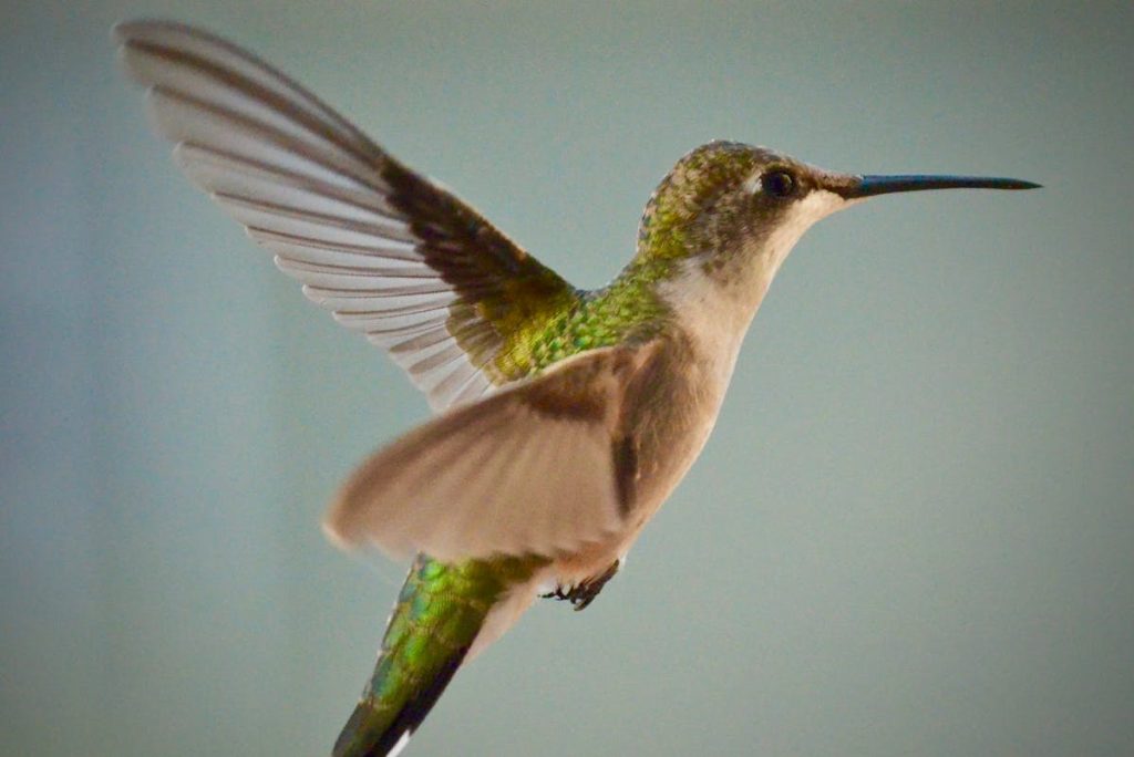 hummingbirds leave NJ migration