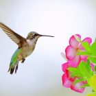 dreaming of a hummingbird landing on you