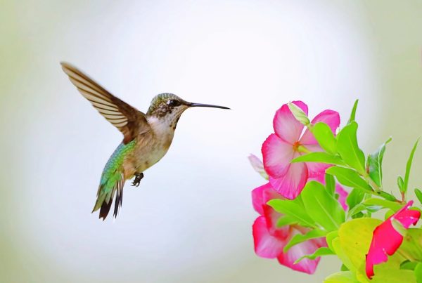 Dreaming of a hummingbird landing on you 11 dreaming of a hummingbird landing on you