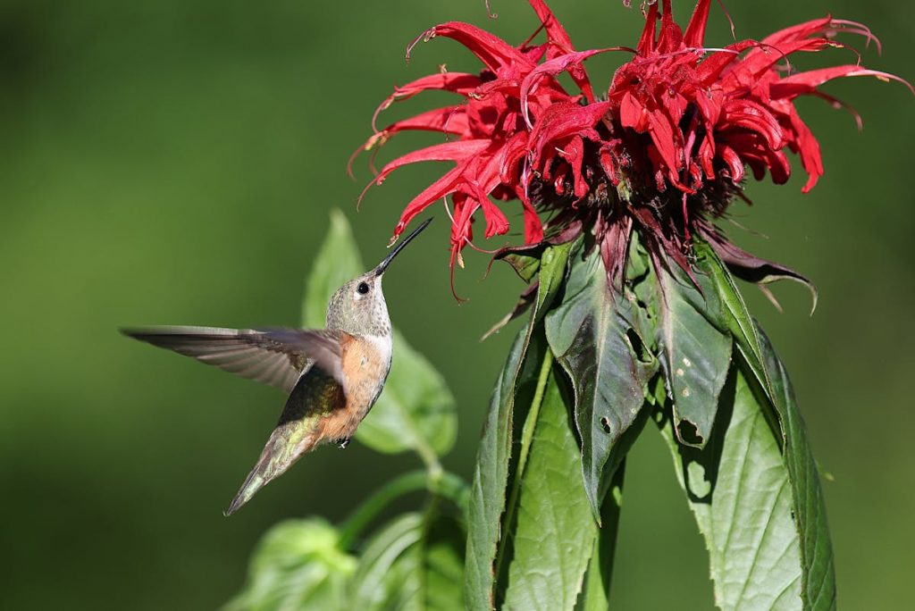 hummingbird that looks like a bee