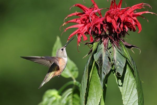 Hummingbird that looks like a bee? Know More 8 hummingbird that looks like a bee