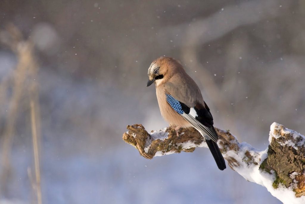 Blue Jay Vs Scrub Jay: How To Identify,
