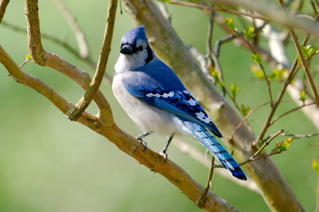 Are Blue Jays Actually Blue