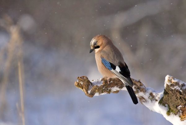 Are Blue Jays Aggressive? Five Fun Facts 6 Are Blue Jays Aggressive Five Fun Facts
