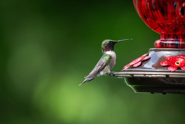 Are Hummingbird Feeders Good for Hummingbirds? 11 Are Hummingbird Feeders Good for Hummingbirds