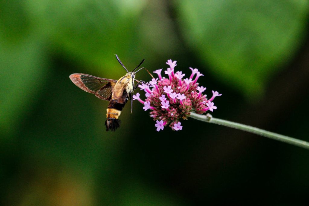 Are Hummingbird Moths Rare 12 Facts