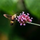 Are Hummingbird Moths Rare? 12 Facts 8 Are Hummingbird Moths Rare 12 Facts