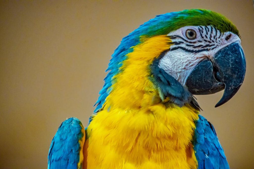 Are blue jay bird endangered Explained