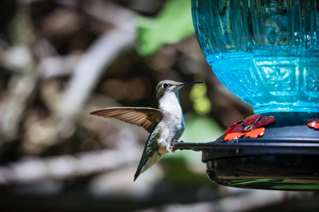 Are hummingbird feeders bad Harm or Good