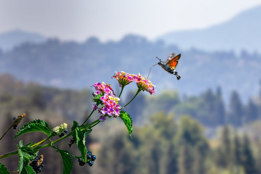 Are hummingbird moths good Good vs. Evil