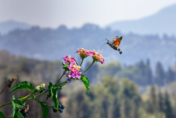 Are hummingbird moths good? Good vs. Evil 5 Are hummingbird moths good Good vs. Evil