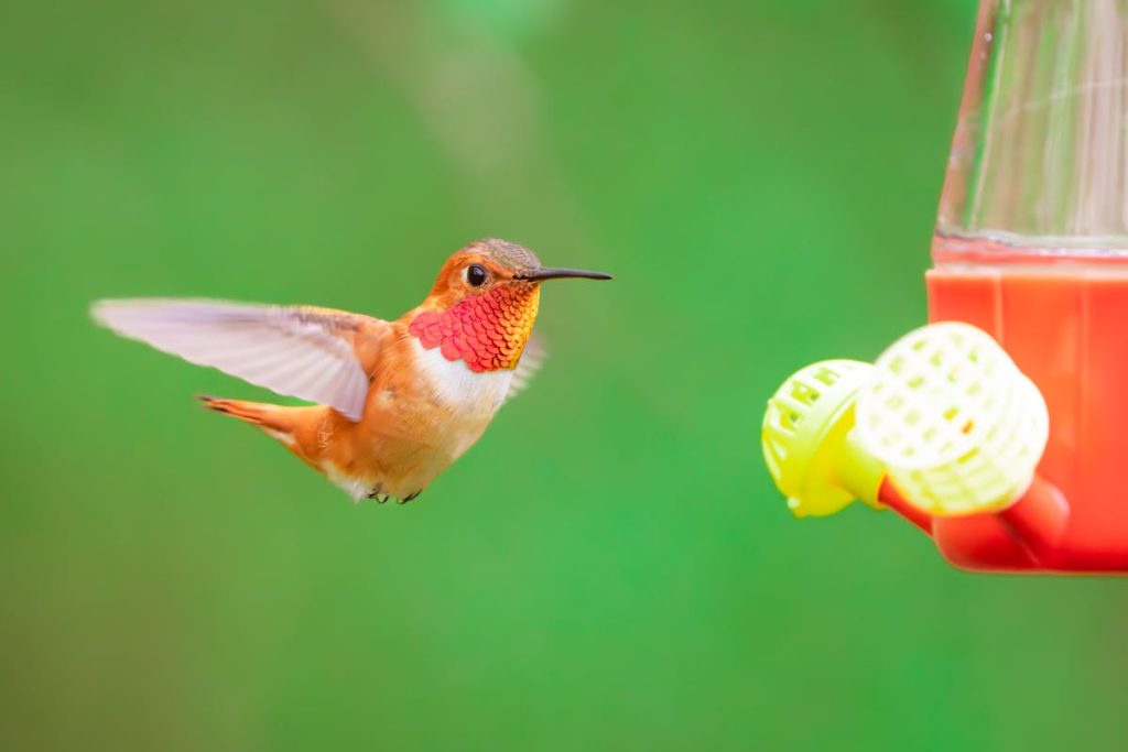 Can Hummingbird Feeders be in the Sun