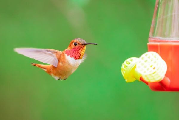 Can Hummingbird Feeders be in the Sun