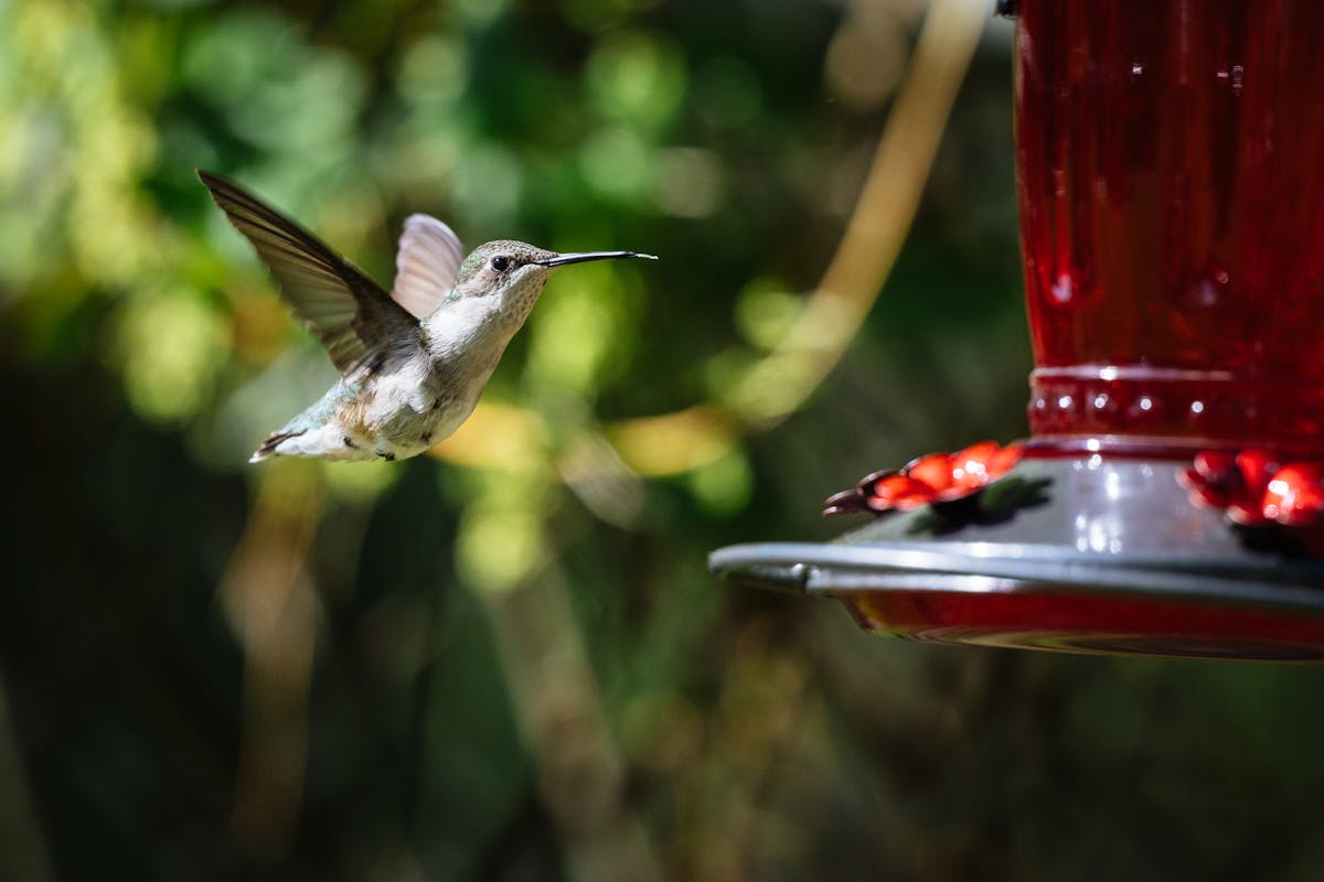 Can Hummingbird Feeders be in the Sun? 2 Can Hummingbird Feeders be in the Sun