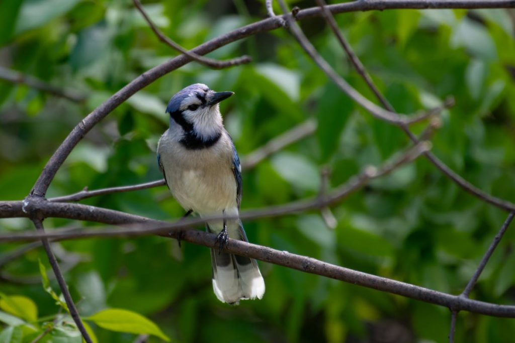 Can you buy blue jay bird