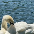 Find Out 11 Birds that Swim Underwater to Catch Fish 5 Swim Underwater to Catch Fish
