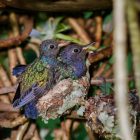 Hummingbird Eggs and Nest Sizes