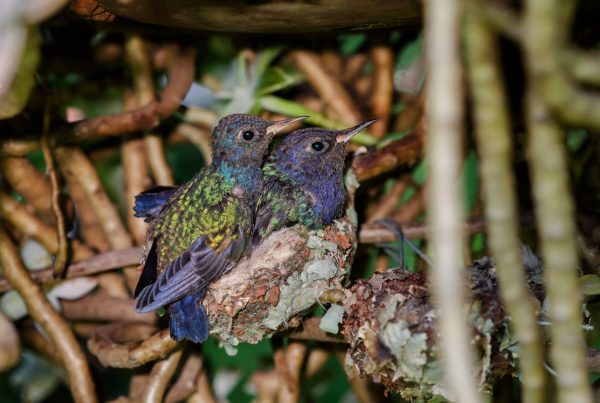 Hummingbird Eggs and Nest Sizes